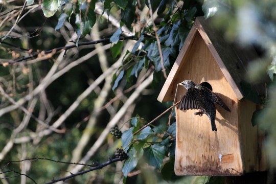 Star mit Nistmaterial vor Nistkasten | © Ingo Rittscher