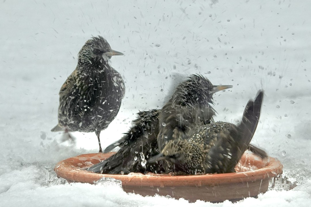 Stare | © Gabriele Heckwolf