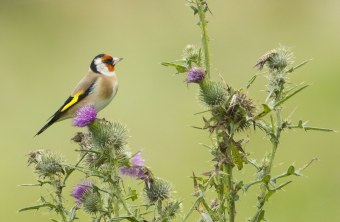 Stieglitz sitzt auf einer bluehenden Distel  l© Rosl Roessner