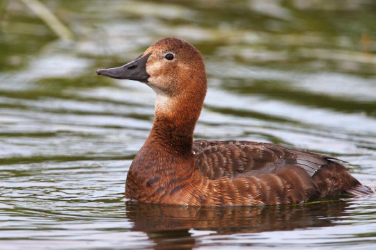 weibliche Tafelente schwimmt im Wasser | © Zdenek Tunka