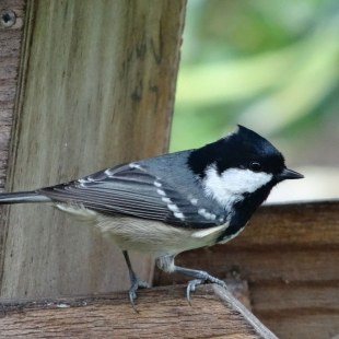 Tannenmeise am Futterhaus | © Maria Bauer