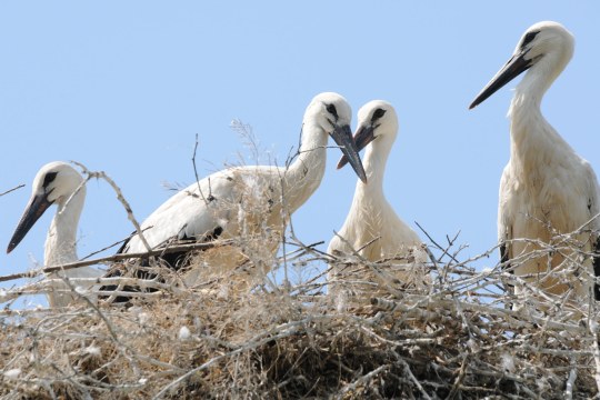 Vier junge Weißstörche im Nest | © H. und H. Zinnecker