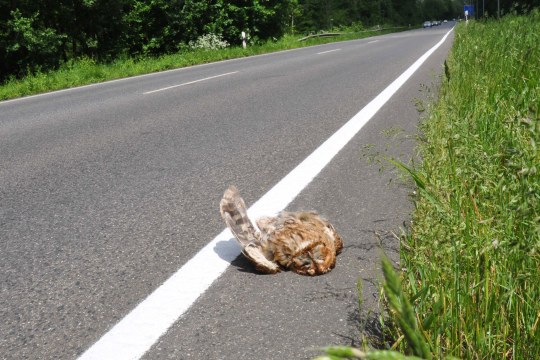 Toter Waldkauz auf einer Straße | Rolf Thiemann