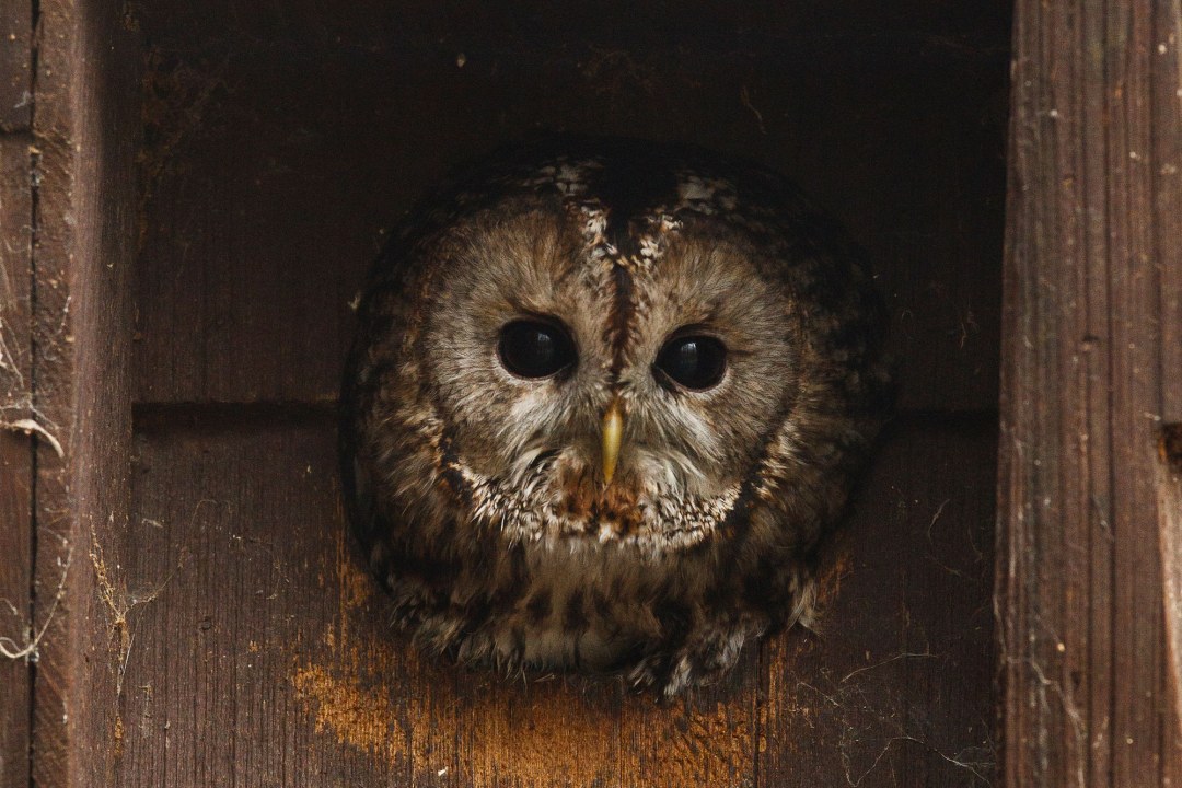 Waldkauz schaut mit dem Kopf aus einem Nistkasten | © Rosl Rößner