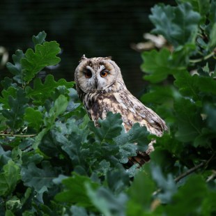 Waldohreule | © Dieter Hopf