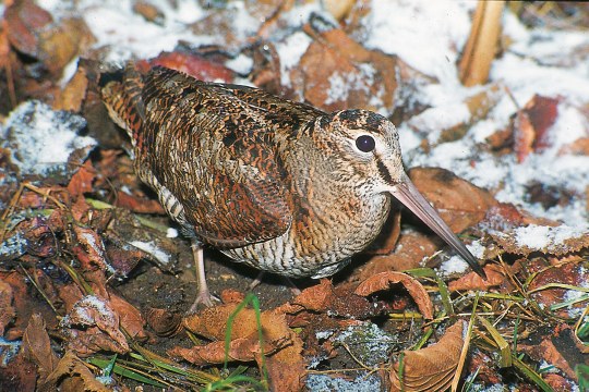Waldschnepfe auf Laub | © Hans-Joachim Fünfstück
