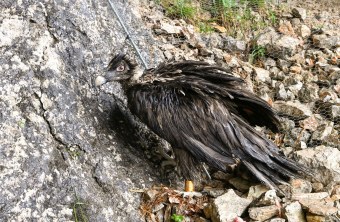 Bartgeier Wally am Schutzzaun | © Hansruedi Weyrich