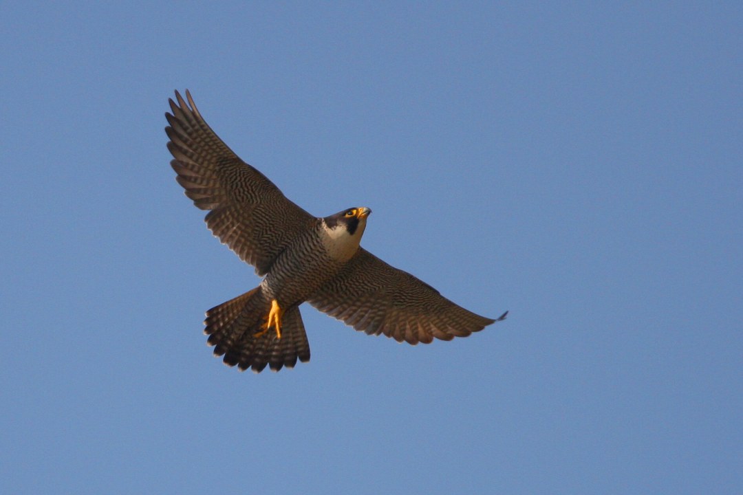 Wanderfalke in der Luft | © Z. Tunka