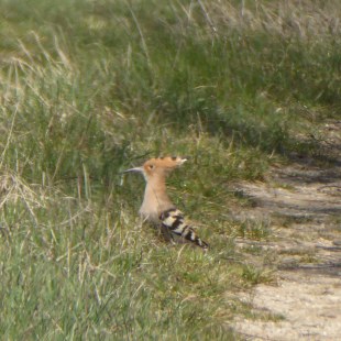 Wiedehopf in Schwandorf | © LBV