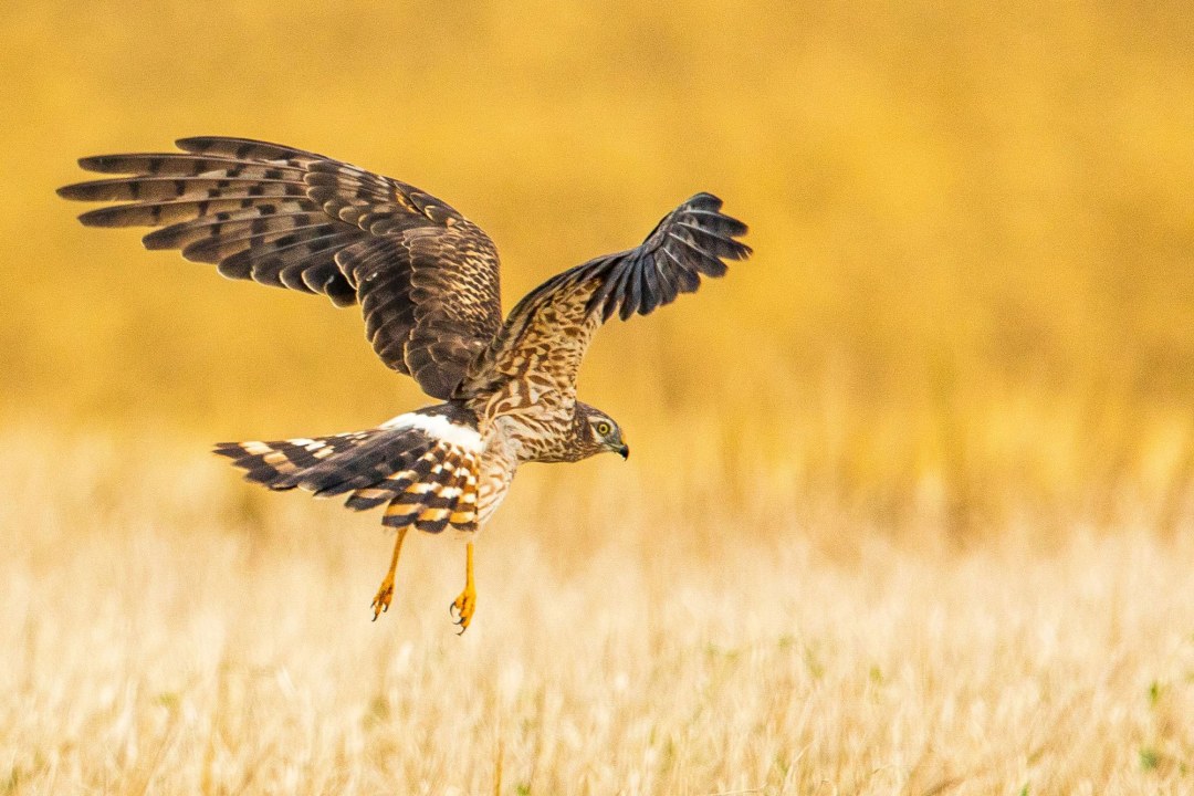 Wiesenweihe jagt über das Feld | © S. Deinzer