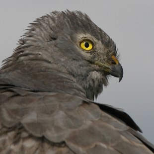 Wiesenweihe Nahaufnahme | © Zdenek Tunka