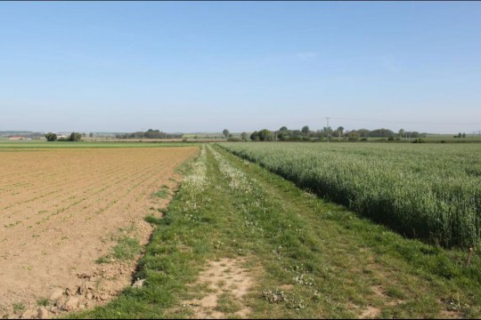 Grünroggen-Feld bei Uffenheim | © J. Lenz