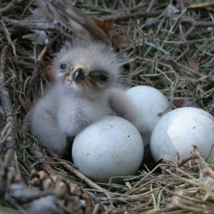 Mäusebussard-Jungvogel im Nest, daneben drei weitere Eier | © Zdenek Tunka