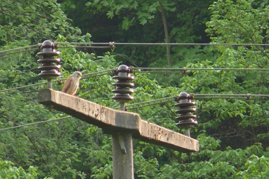 ungesicherter Killermast B'mühle-klein (E. Abel)