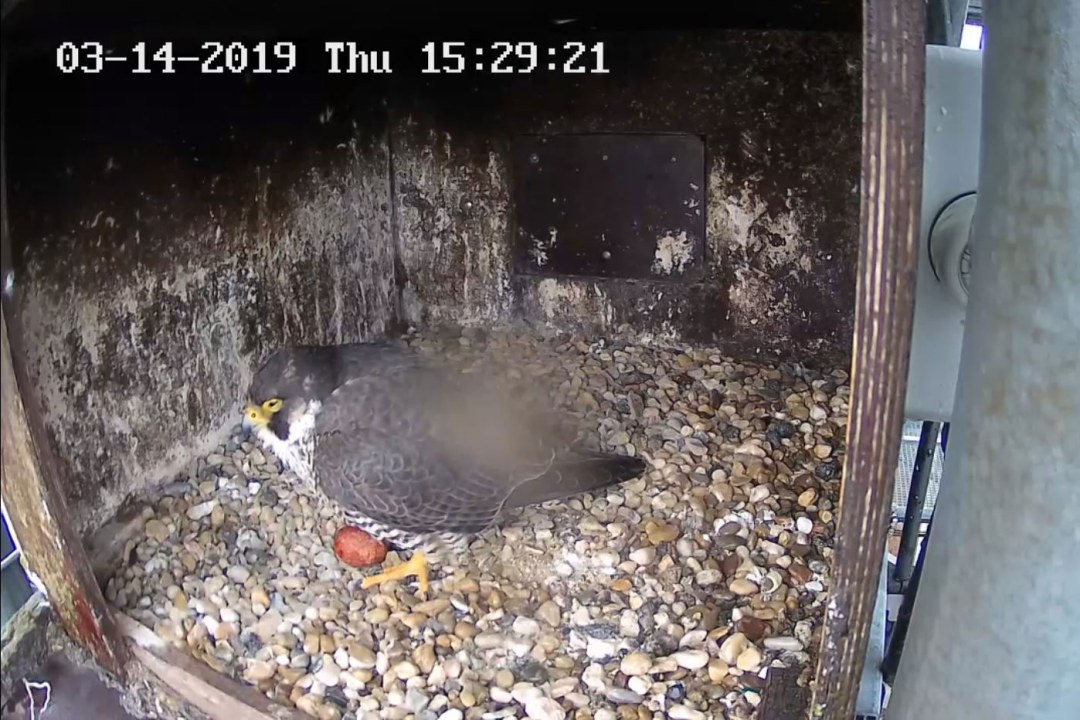 Man sieht einen weiblichen Wanderfalken im Horst stehen, der mit Kies ausgelegt ist. Das erste bräunliche Ei liegt unter ihr