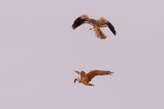 Zwei Wiesenweihen am Himmel, während eine der anderen eine Feldmaus übergibt | © H. Brehm
