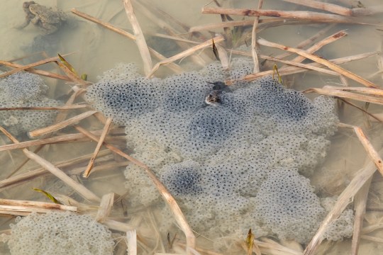Grasfrosch schwimmt mit Laich im Wasser | © Thomas Dürst
