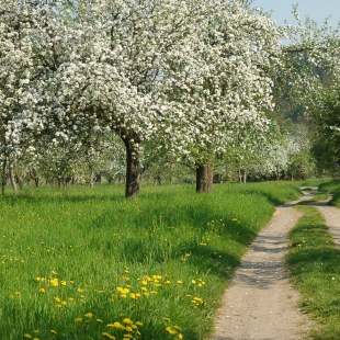 Streuobstwiese am Wegesrand | © Thomas Staab