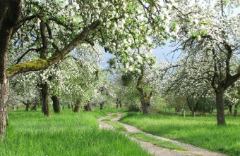 Streuobstwiese Blüten Frühling | © Thomas Staab