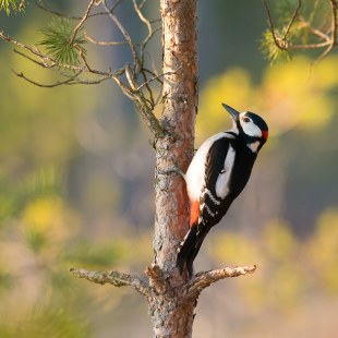 Buntspecht | © Dr. Olaf Broders