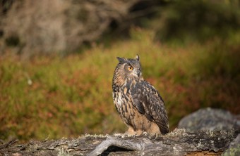 Uhu | © Marcus Bosch