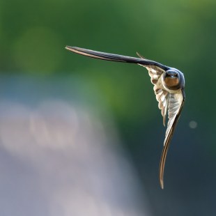 Rauchschwalbe | © Dr. Olaf Broders