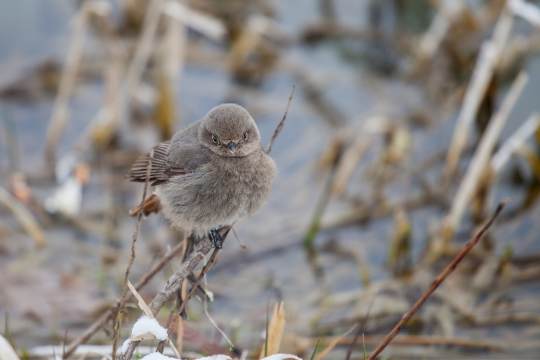 Hausrotschwanz | © Ralph Sturm