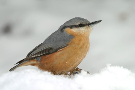 Ein Kleiber sitzt im Schnee | © Frank Derer