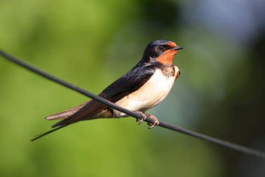Rauchschwalbe | © Zdenek Tunka