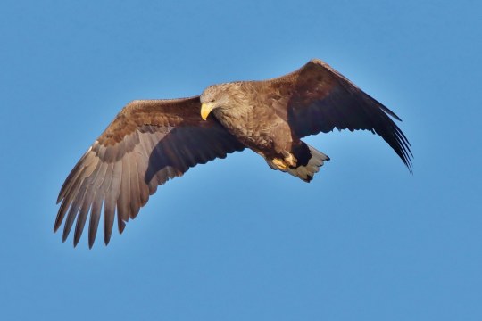 Seeadler im Flug | © Edmund Abel