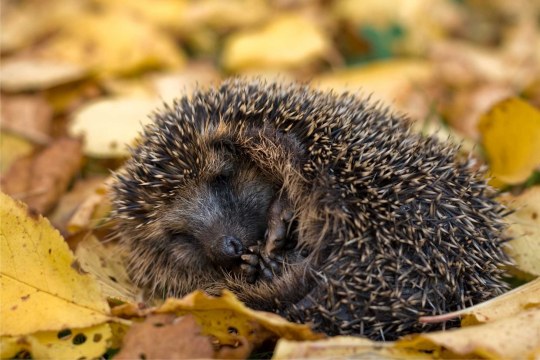 Igel | © A. Giessler
