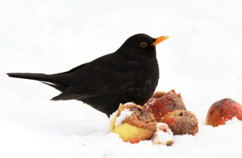 Amsel | © Frank Derer