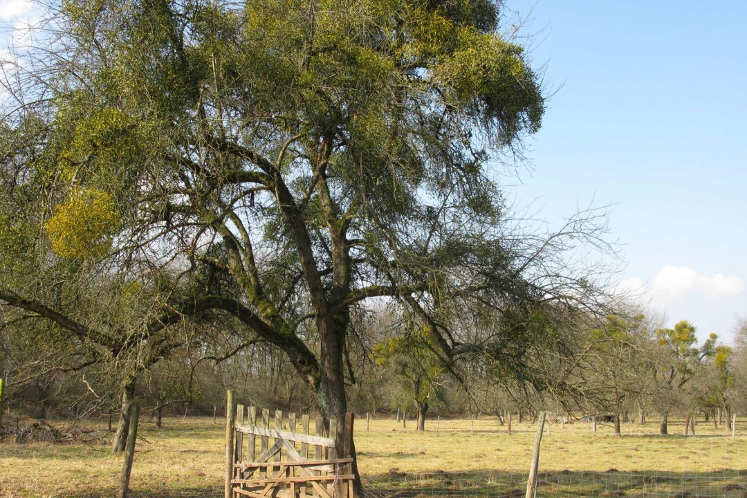 Laubholz-Mistel | © Thomas Staab