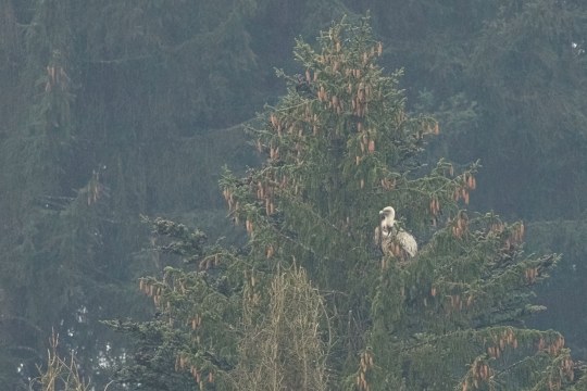 Gänsegeier sitzt im Baum | © Stefan Böhm