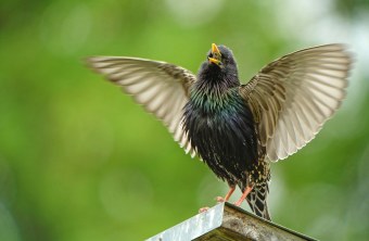 Singender Star | © Werner Borok