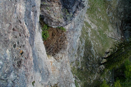 Steinadlerhorst im Felsen | © Henning Werth
