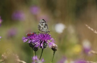 Bamberg | © Alexandra Klemisch (Bamberg)