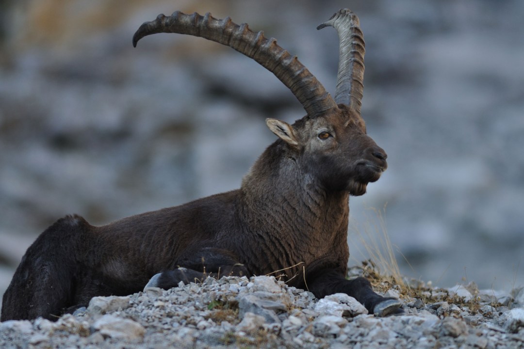 Steinbockmännchen liegend | © Henning Werth