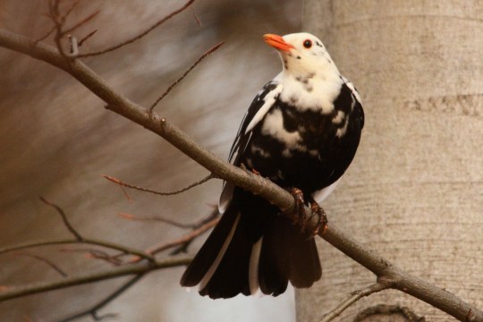 Leuzistische Amsel sitzt auf einem Ast | © Andrea Hoppe
