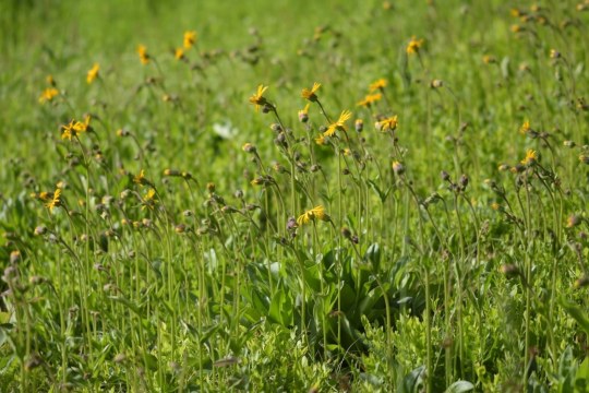 Arnika | © Swanti Bräsecke-Bartsch