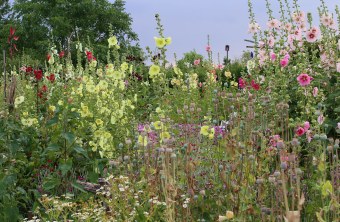 Artenreicher Garten mit vielen bunten und hohen Blumen und Pflanzen | © Peter Bria