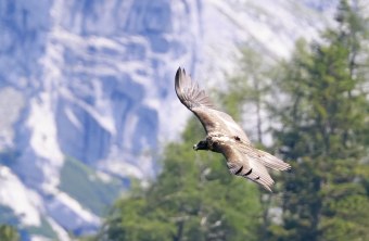 Wally im Flug | © Markus Leitner