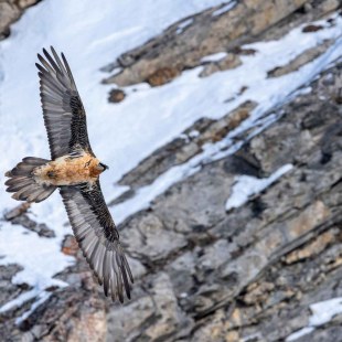 Bartgeier im Flug | © Hansruedi Weyrich