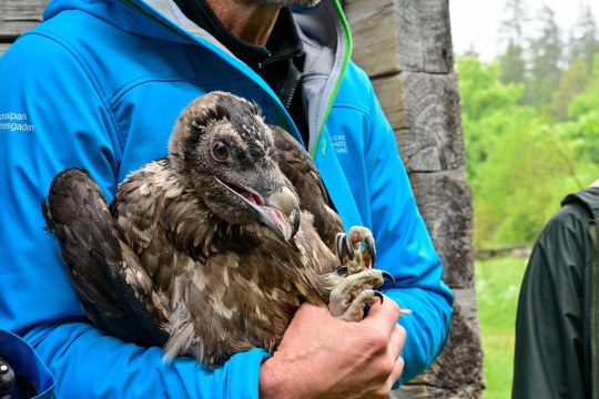 Bartgeier Nepomuk  | © Hansruedi Weyrich