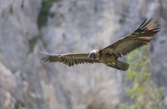 Bartgeier Sisi im Flug | © Urs Leuthäusser