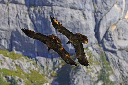 Bavaria folgt Wally | © Markus Leitner