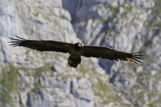 Bavaria im Flug | © Markus Leitner