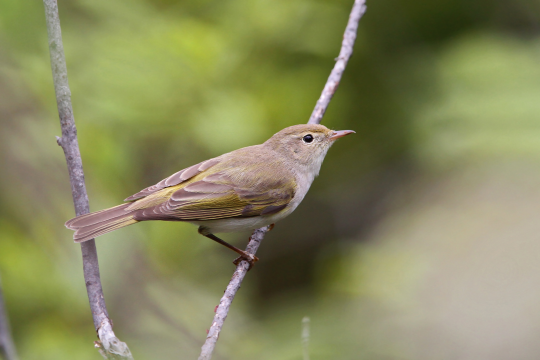 Berglaubsänger auf einem Zweig | © Dr. Christoph Moning