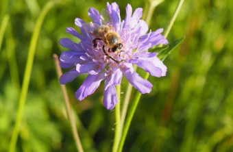 Landshut | © Birgit Piegendorfer (Landshut)