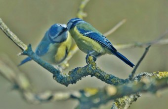 Blaumeisen-Paar | © Rolf Blesch